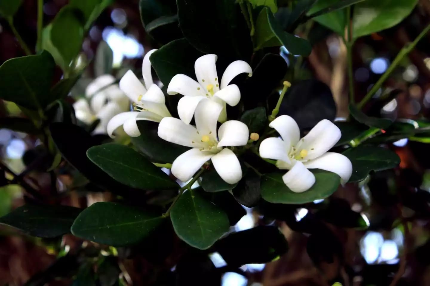 Planta trepadora de jazmín con flores aromáticas