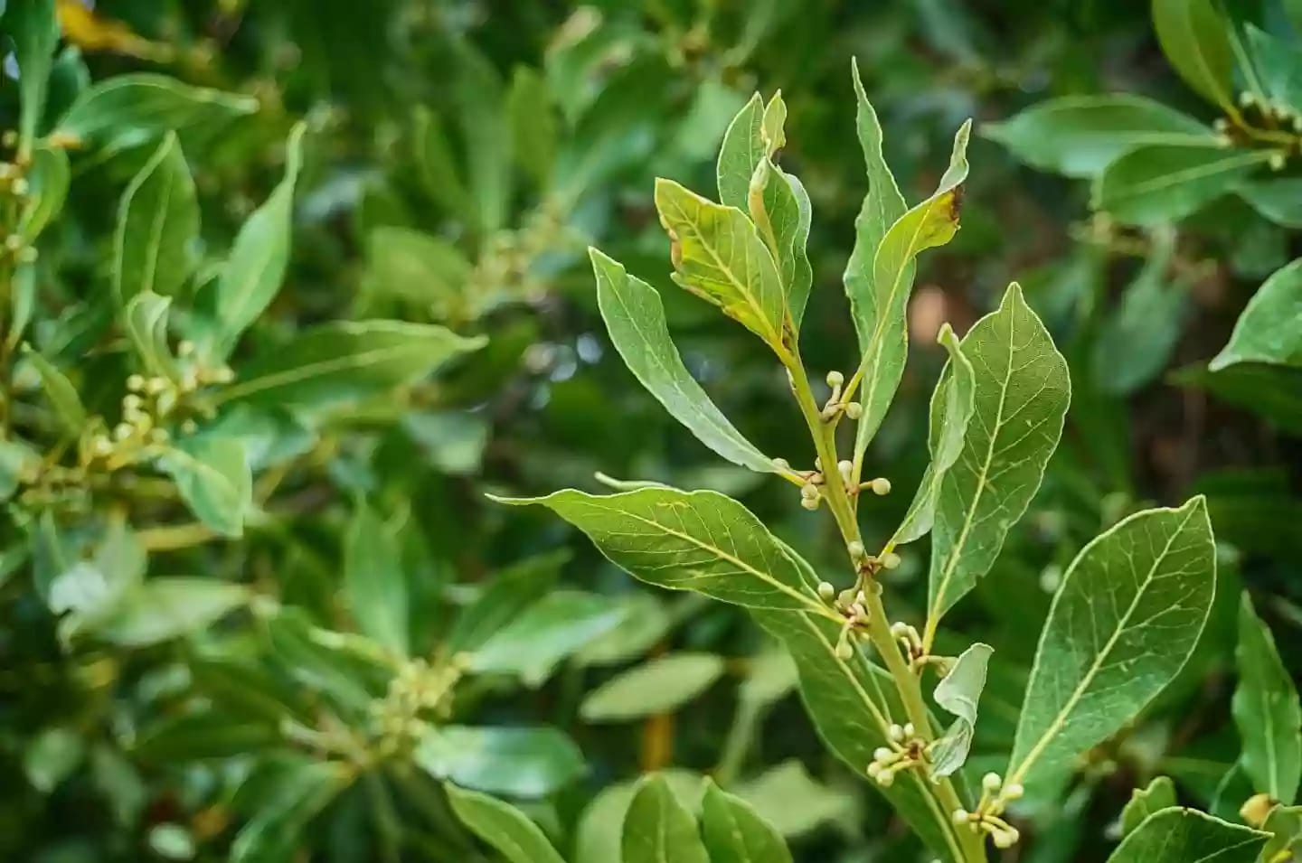 Árbol de laurel con hojas aromáticas utilizadas como condimento