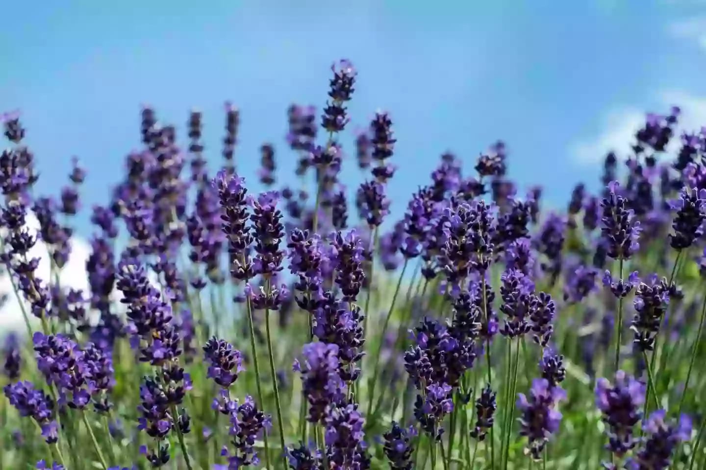 Planta aromática de lavanda con flores moradas en espiga