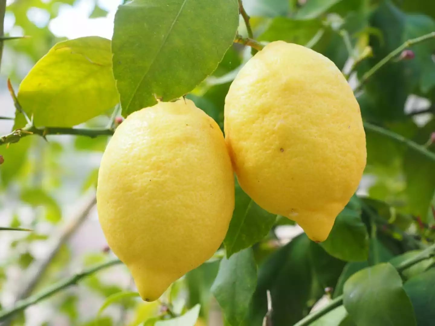 Árbol perenne de limón con propiedades medicinales reconocidas