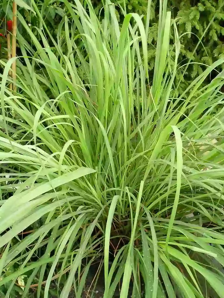 Planta herbácea de limoncillo con hojas alargadas y flores espigadas