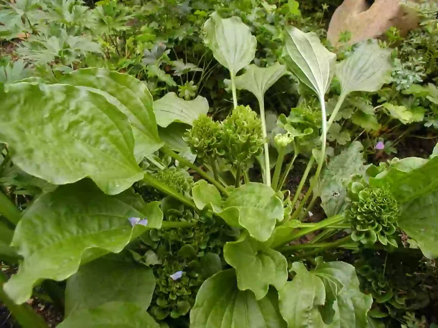 Planta medicinal de llantén mayor con hojas y semillas