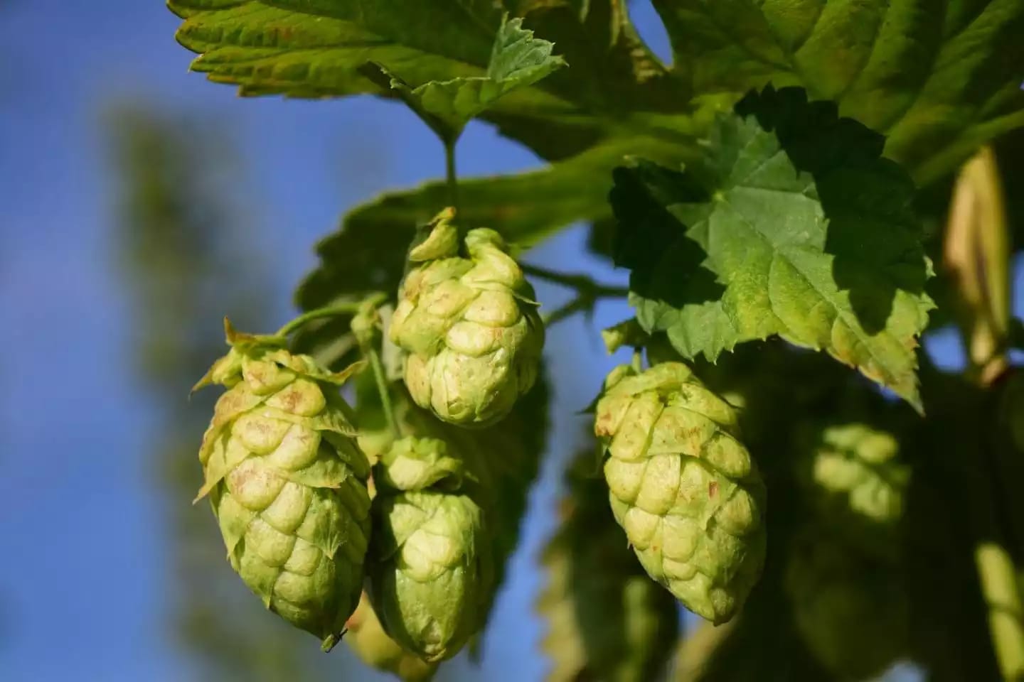 Planta trepadora de lúpulo para la elaboración de cerveza