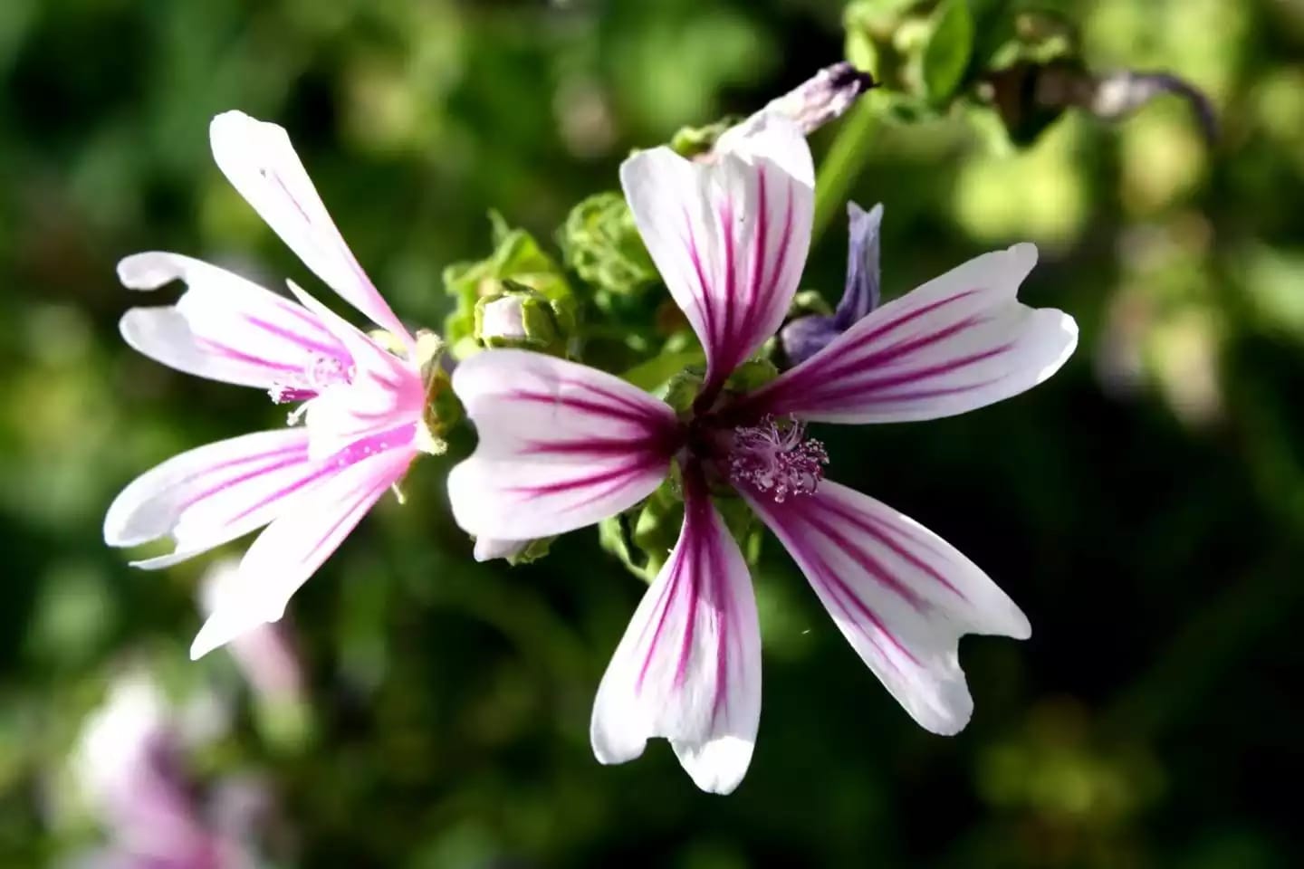 Planta perenne de malva con flores de diversos colores