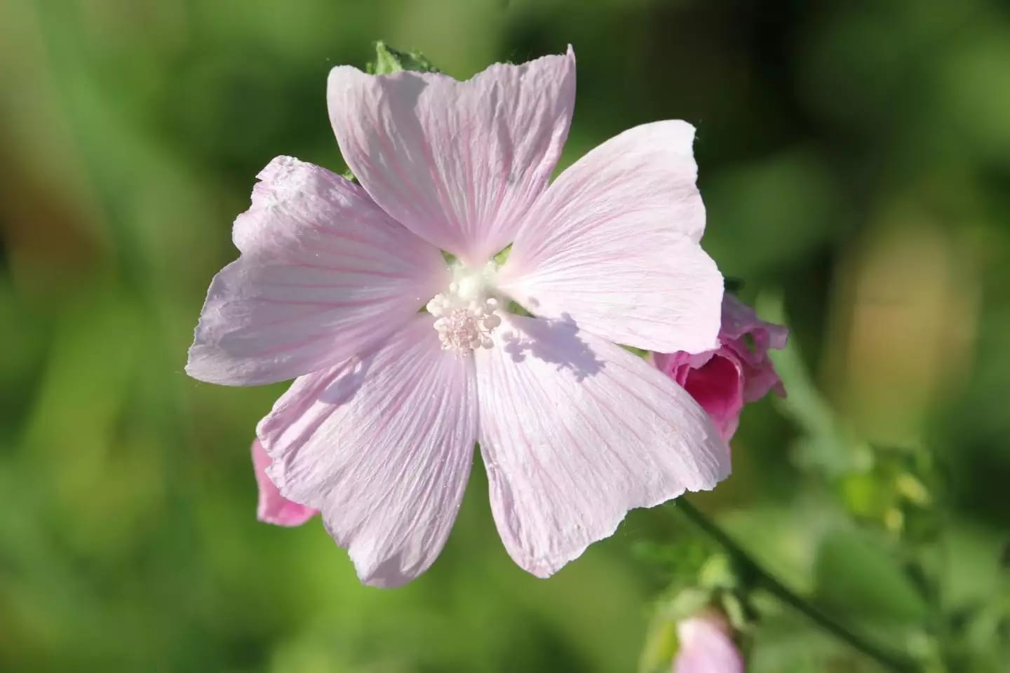 Planta herbácea de malvavisco con flores blancas o rosadas