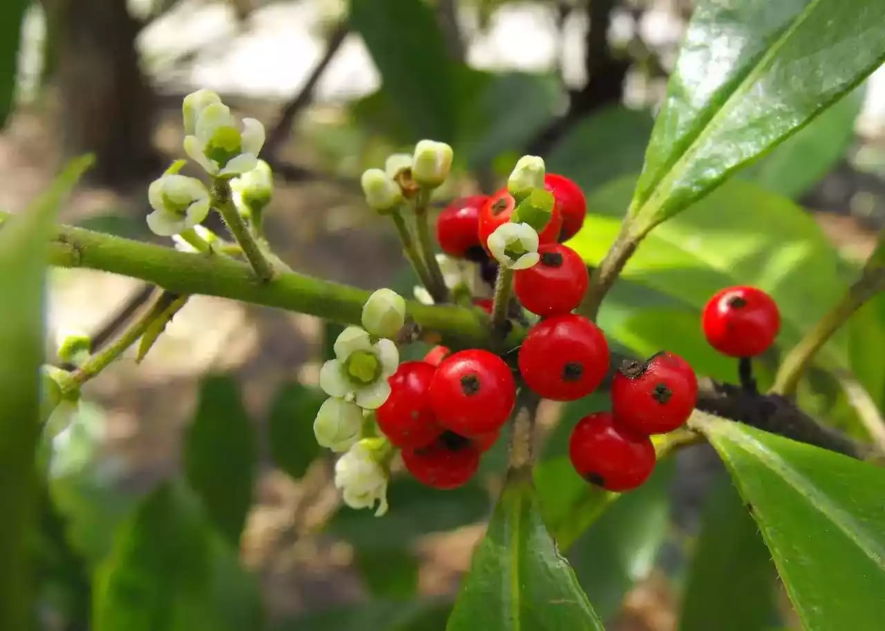 Árbol de yerba mate nativo de la selva paranaense