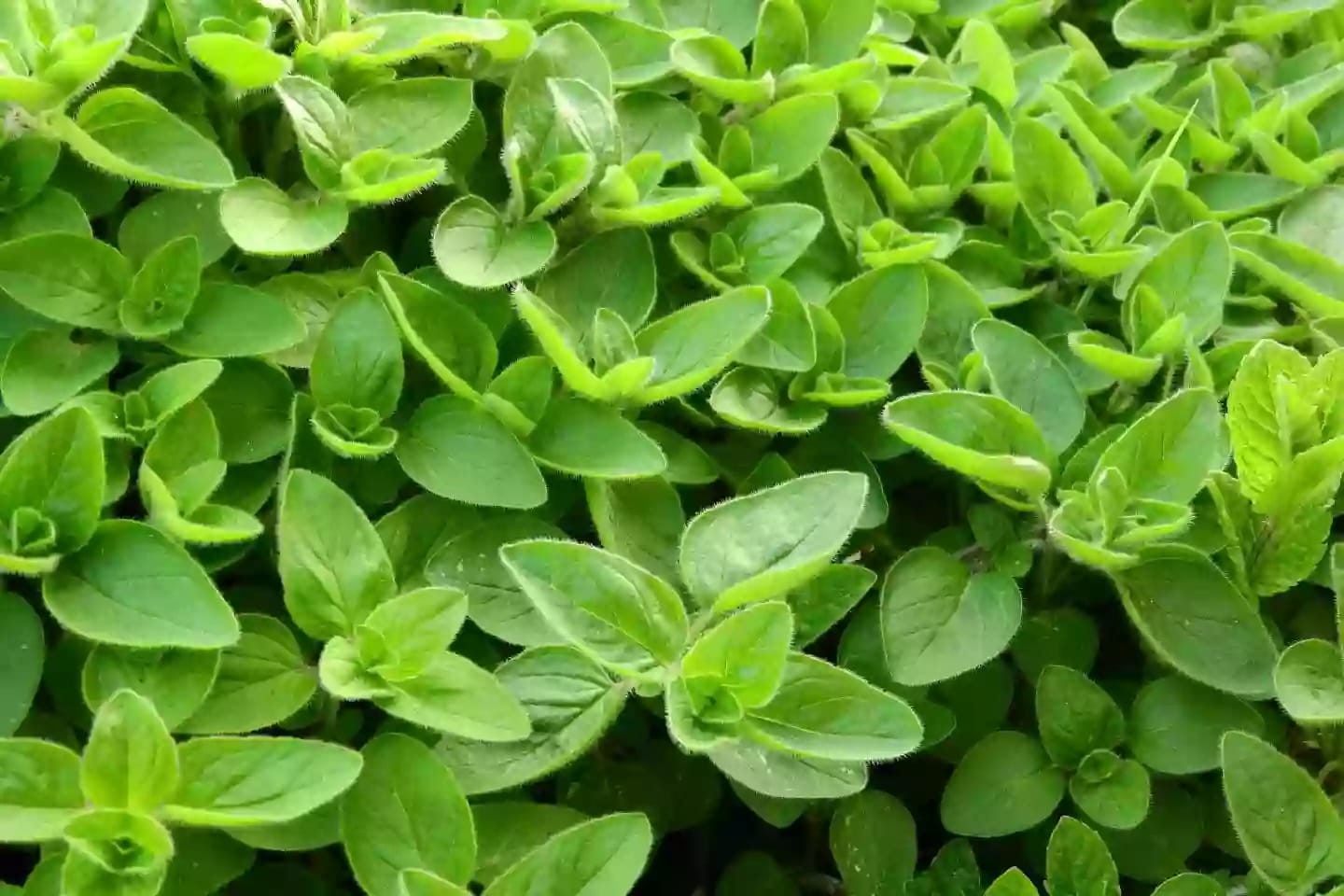 Planta herbácea de mejorana para usos medicinales y culinarios