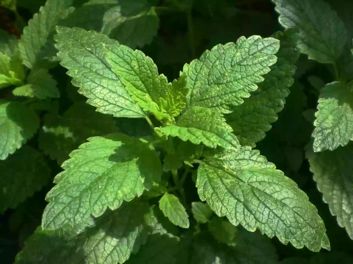 Planta aromática de melisa con intenso olor a limón