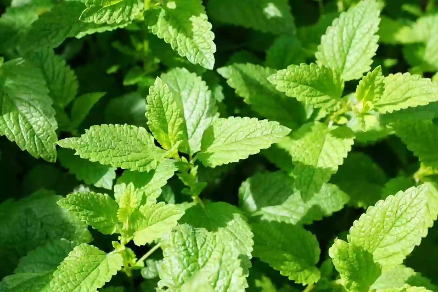 Planta herbácea de menta con tallos ramificados aromáticos