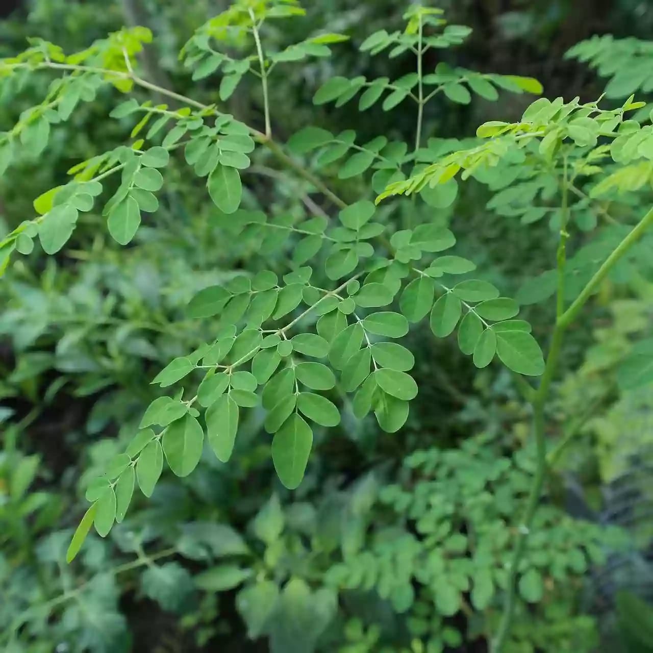 Árbol de moringa conocido popularmente como árbol de la vida
