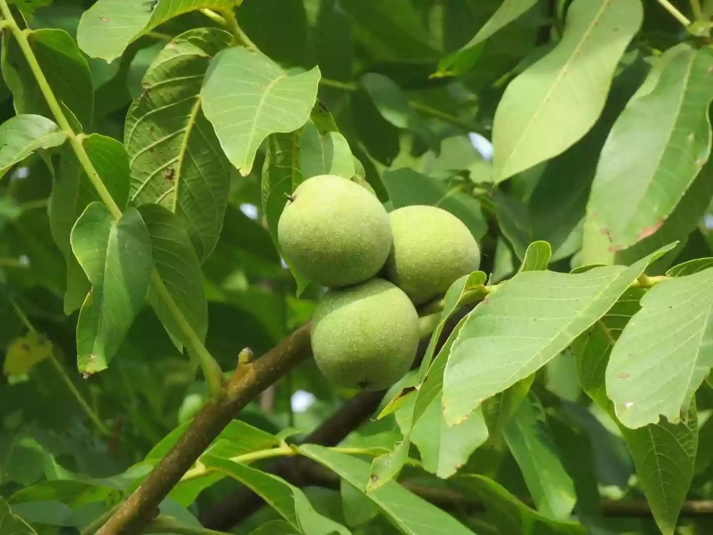Árbol caducifolio de nogal productor de la nuez comestible