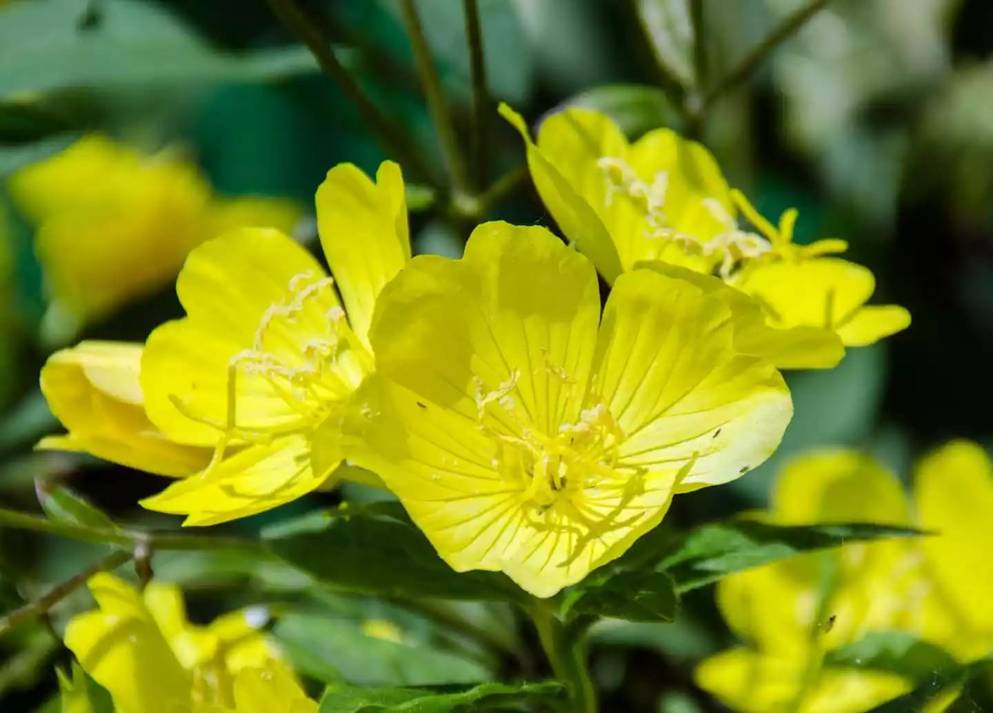 Planta herbácea de onagra con semillas de aceite medicinal