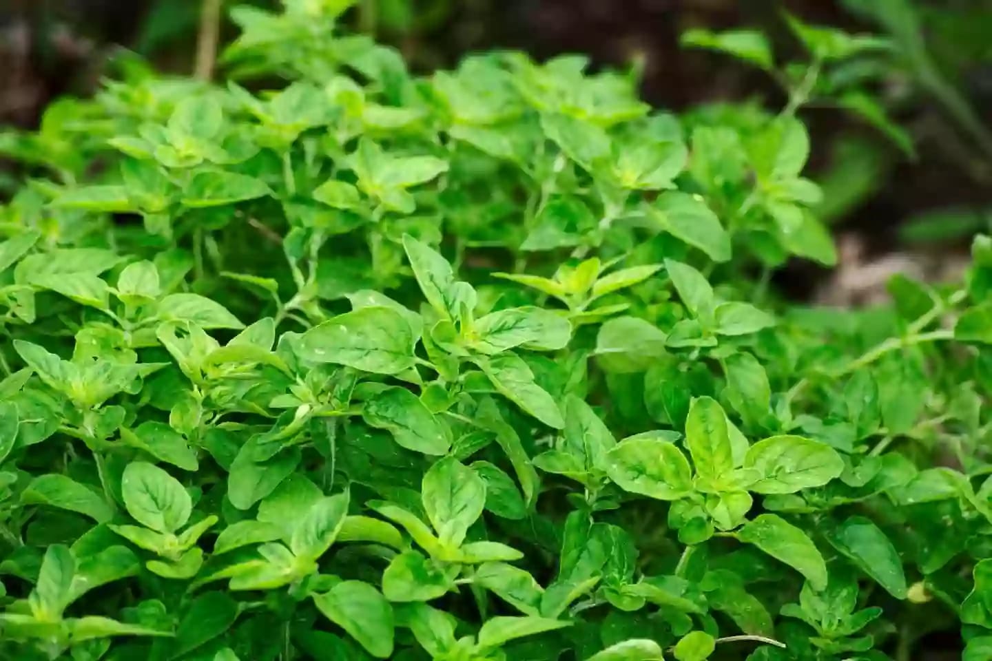 Planta aromática de orégano utilizada comúnmente en la gastronomía