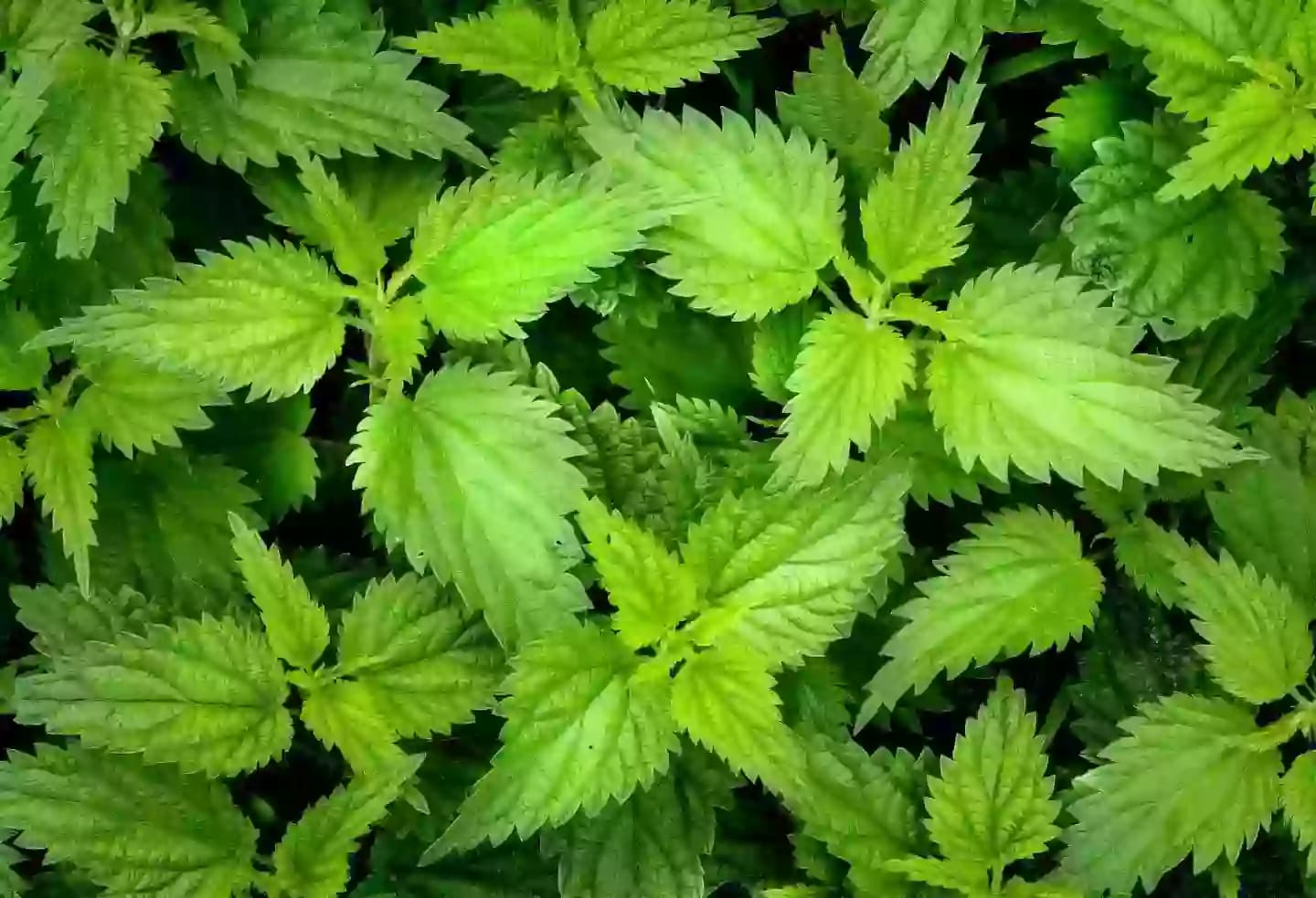 Planta arbustiva perenne de ortiga de uso medicinal tradicional