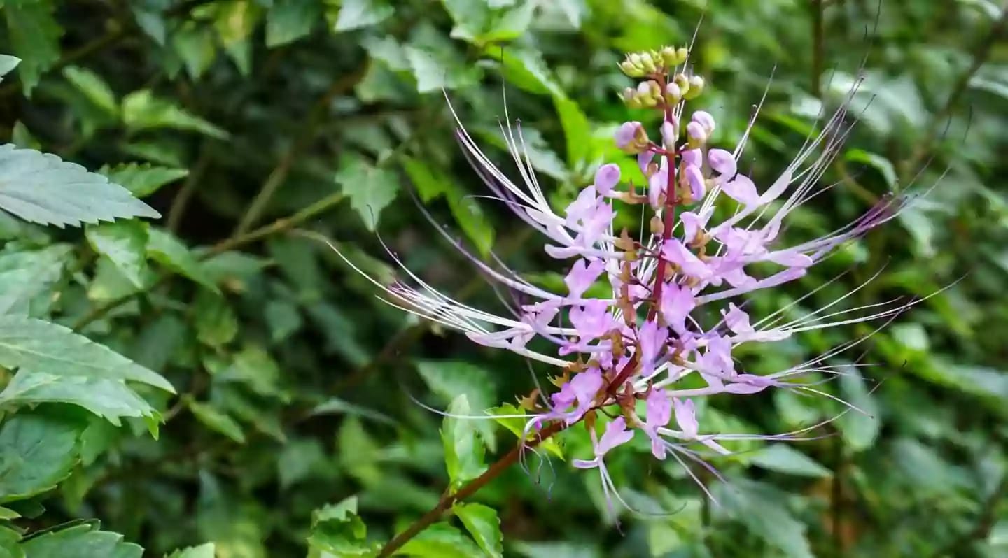 Planta de ortosifón con flor blanca provista de filamentos característicos