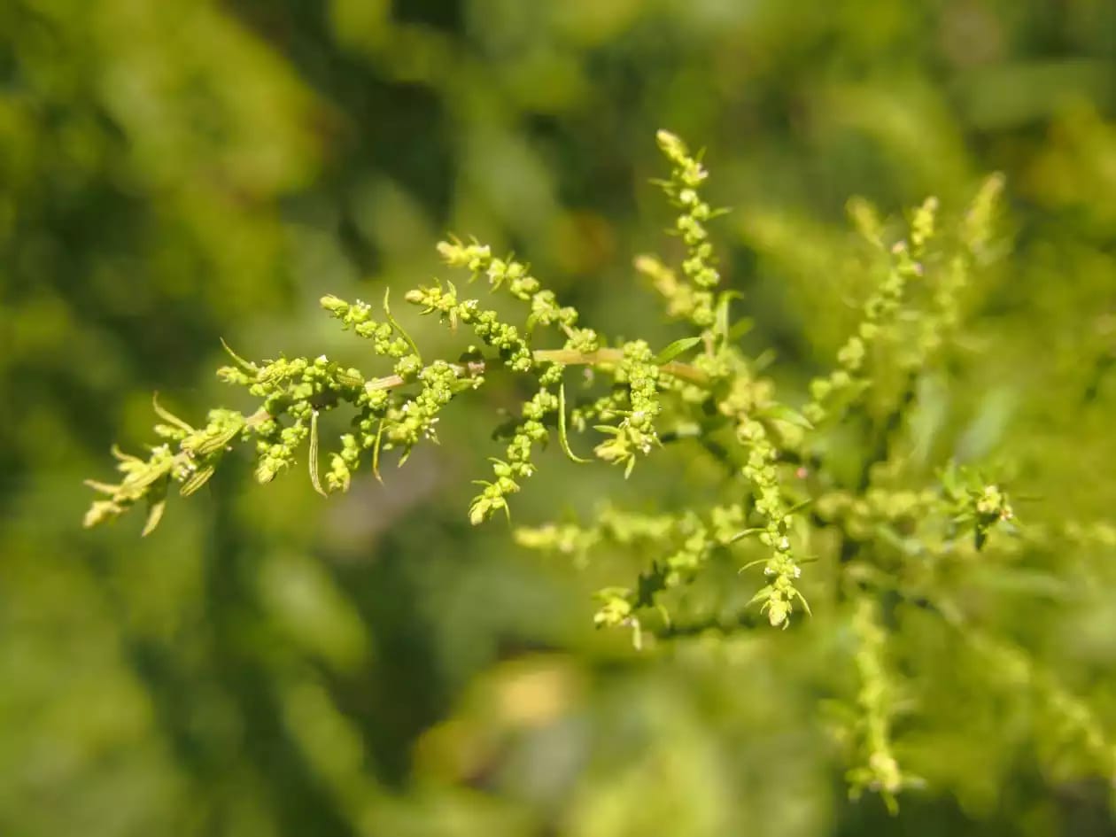 Planta aromática de paico conocida como epazote o té mexicano