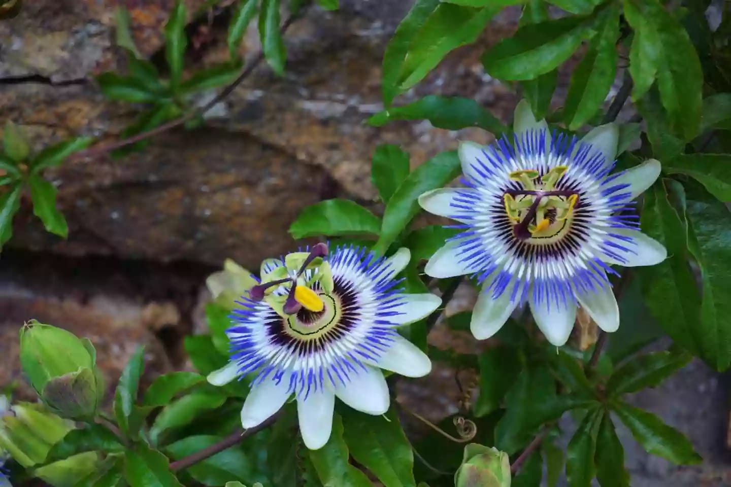 Planta medicinal de pasiflora trepadora con flores aromáticas para el insomnio