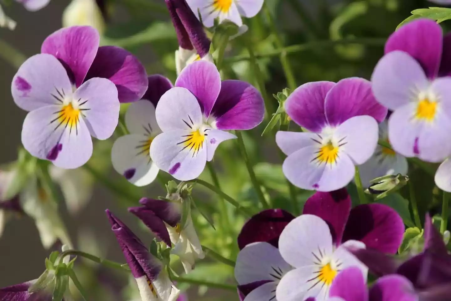 Planta ornamental de pensamientos con flores llamativas de diversos colores