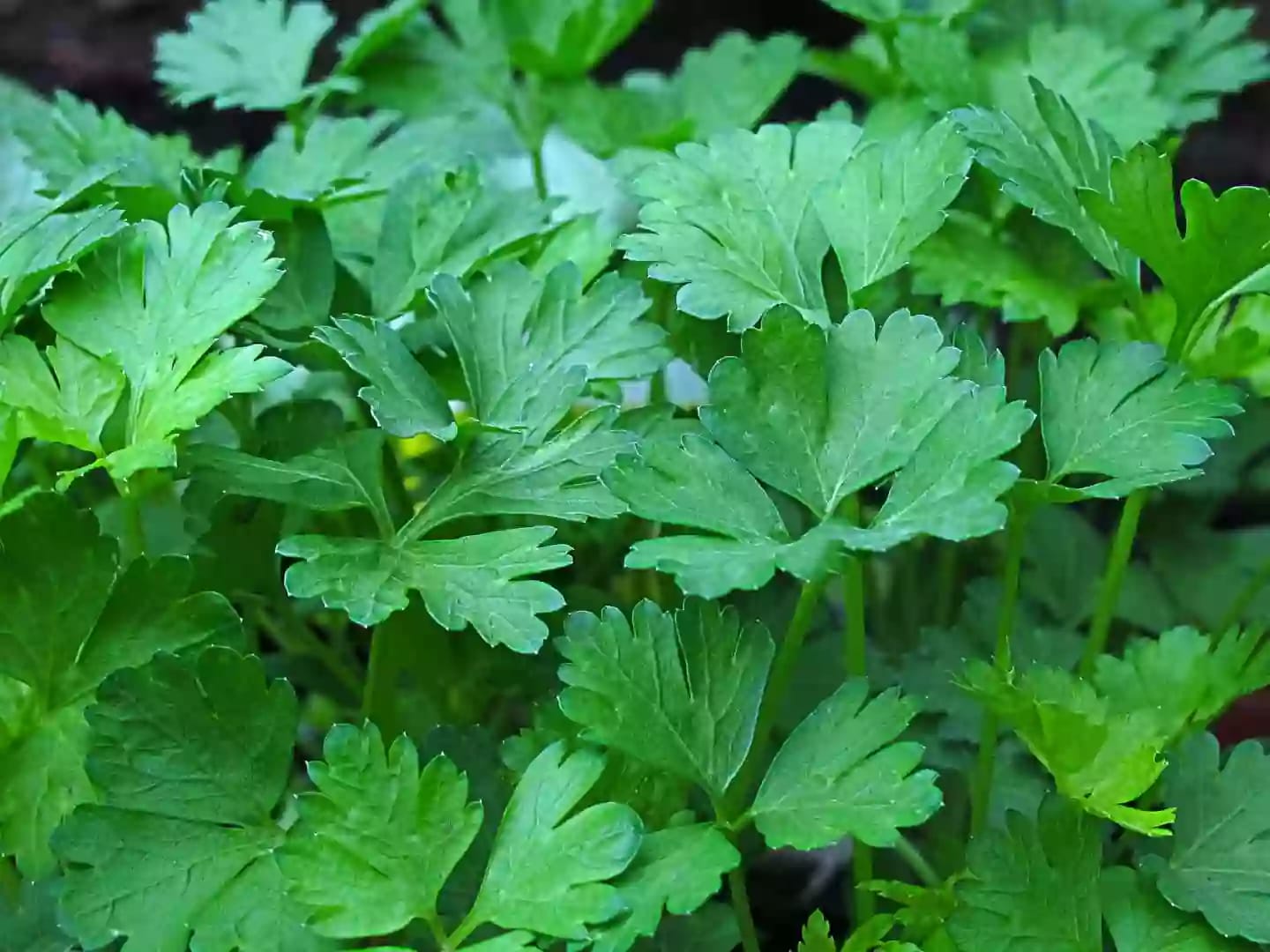 Planta herbácea de perejil utilizada tradicionalmente en la gastronomía mundial