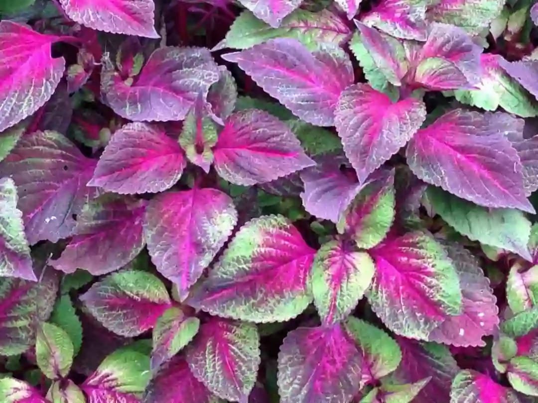 Planta de perilla con propiedades antihistamínicas y uso en gastronomía