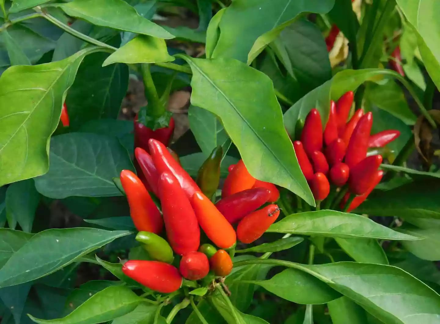 Planta herbácea de pimiento conocida también como chile o morrón