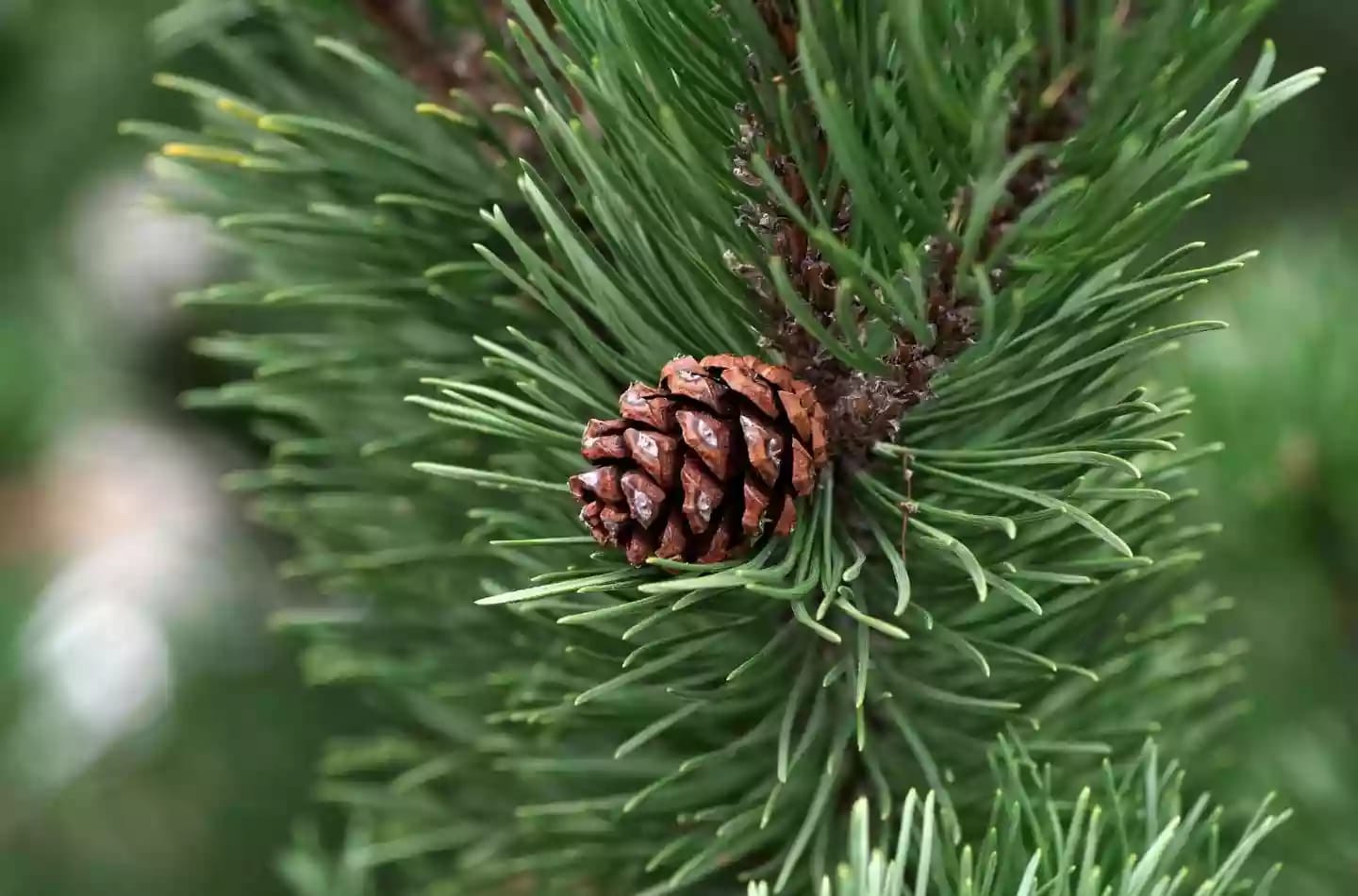 Árbol de pino de hoja perenne con hojas verdes azuladas