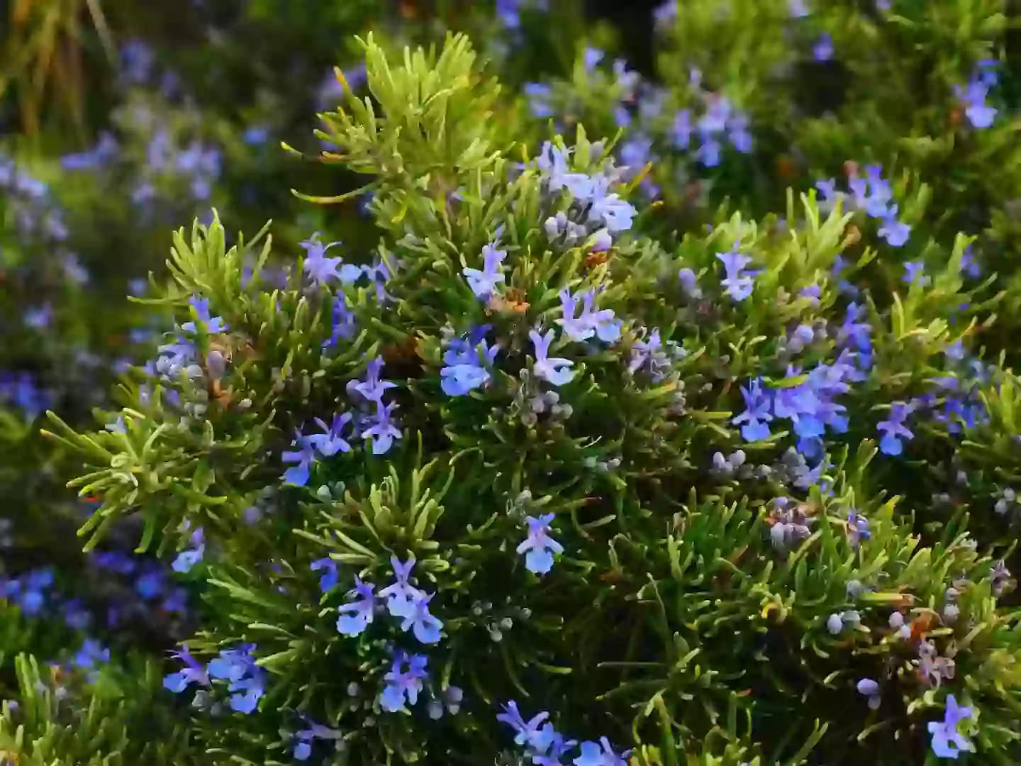Planta aromática de romero con flores de color azul pálido