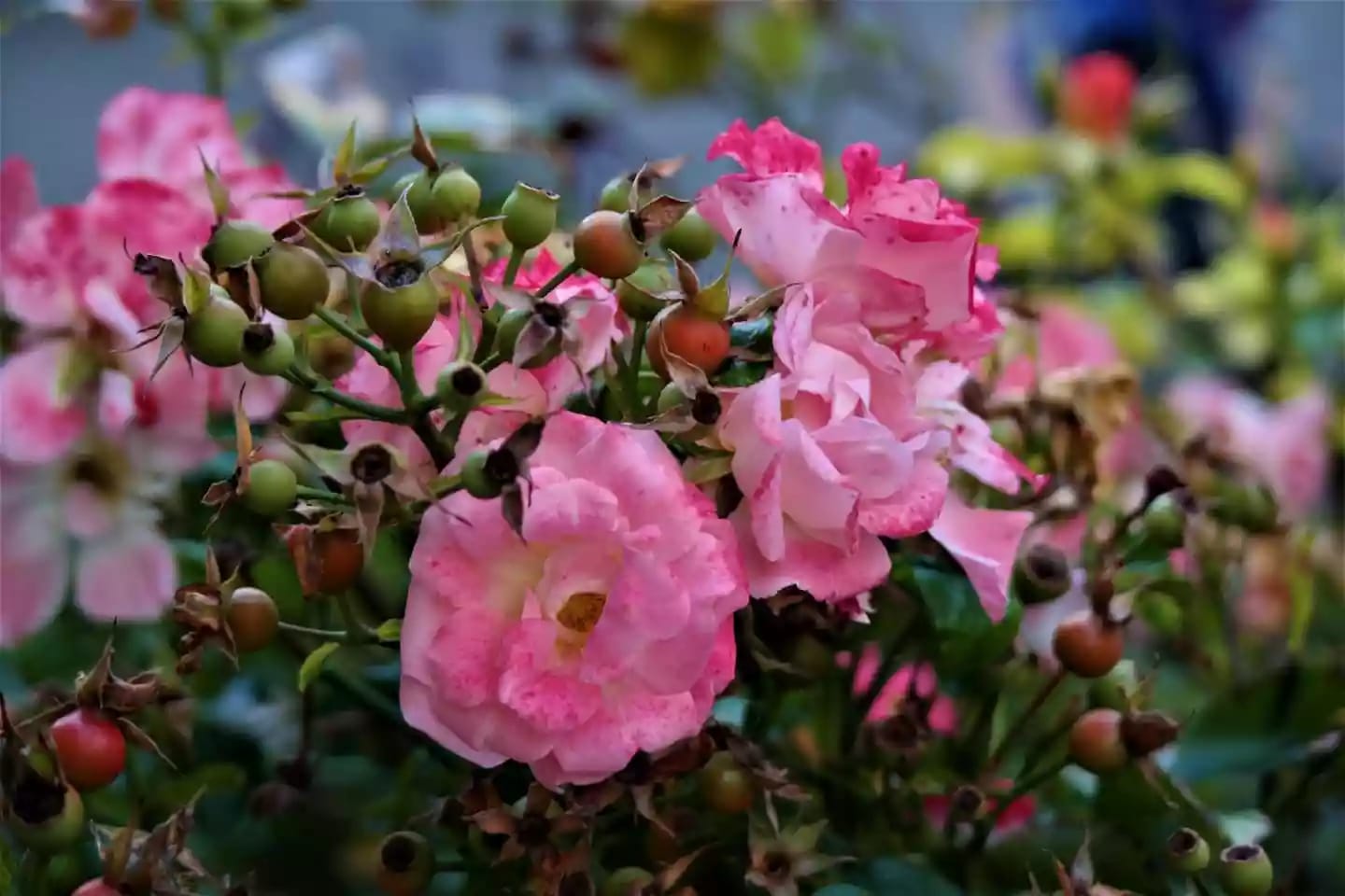 Planta espinosa de rosa canina con flores y frutos de escaramujo