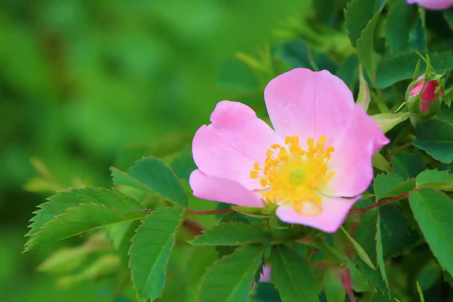 Planta silvestre de rosa mosqueta empleada en la elaboración cosmética