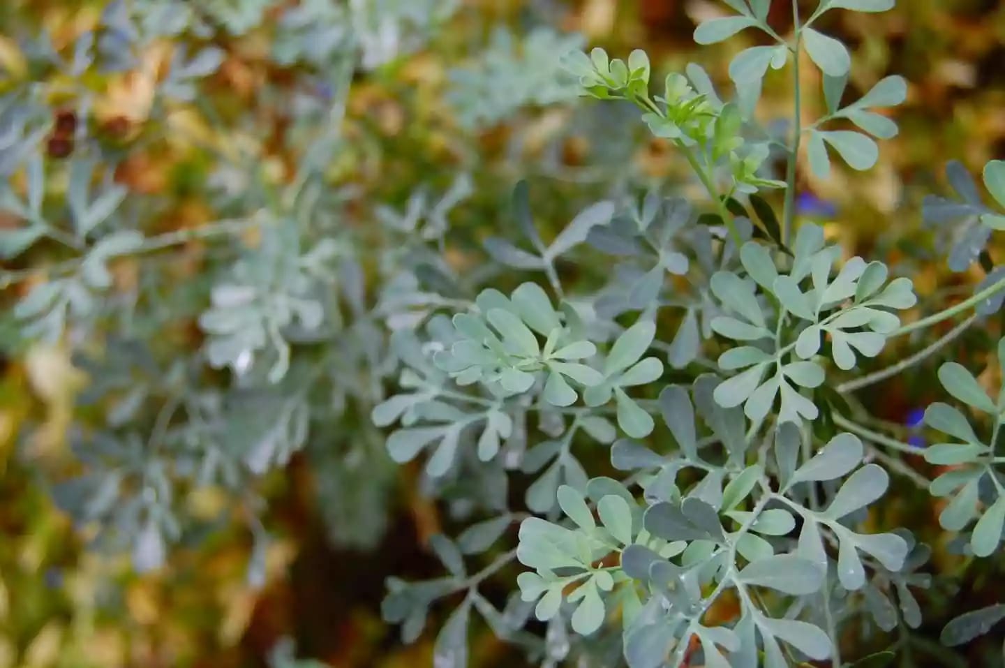Planta arbustiva de ruda ramificada utilizada en la gastronomía tradicional
