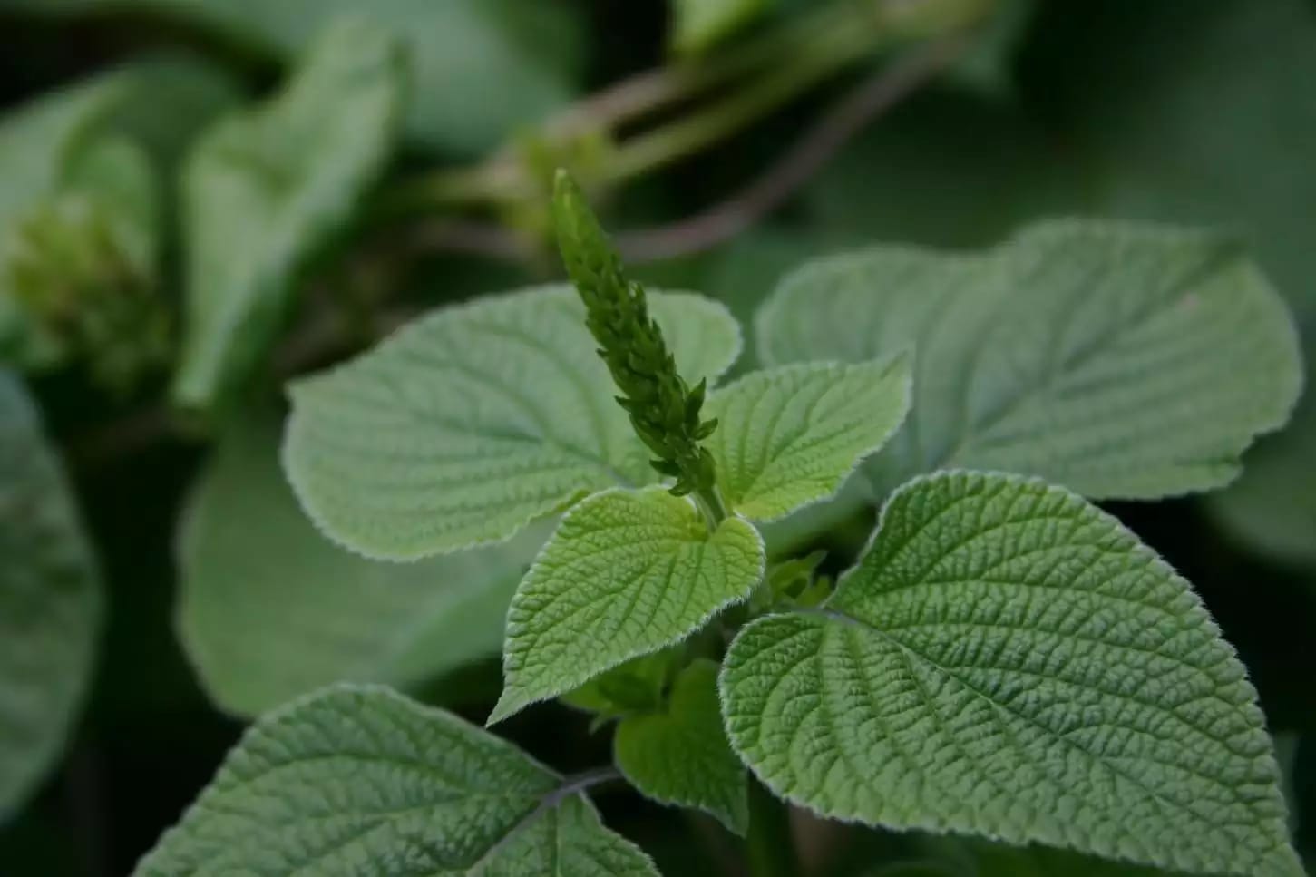 Planta aromática de salvia con usos medicinales y culinarios tradicionales