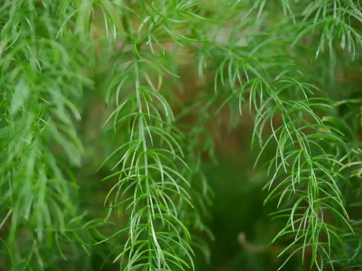 Planta trepadora de satavar utilizada con fines medicinales y revitalizantes