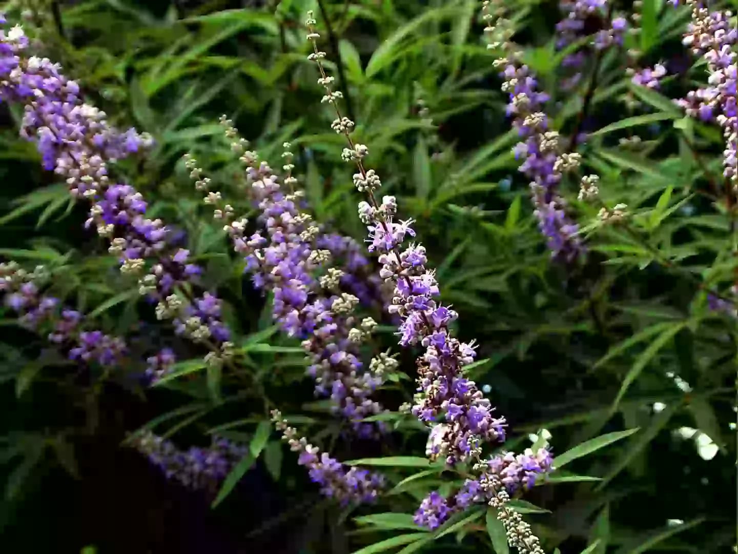 Planta medicinal de sauzgatillo con propiedades curativas tradicionales