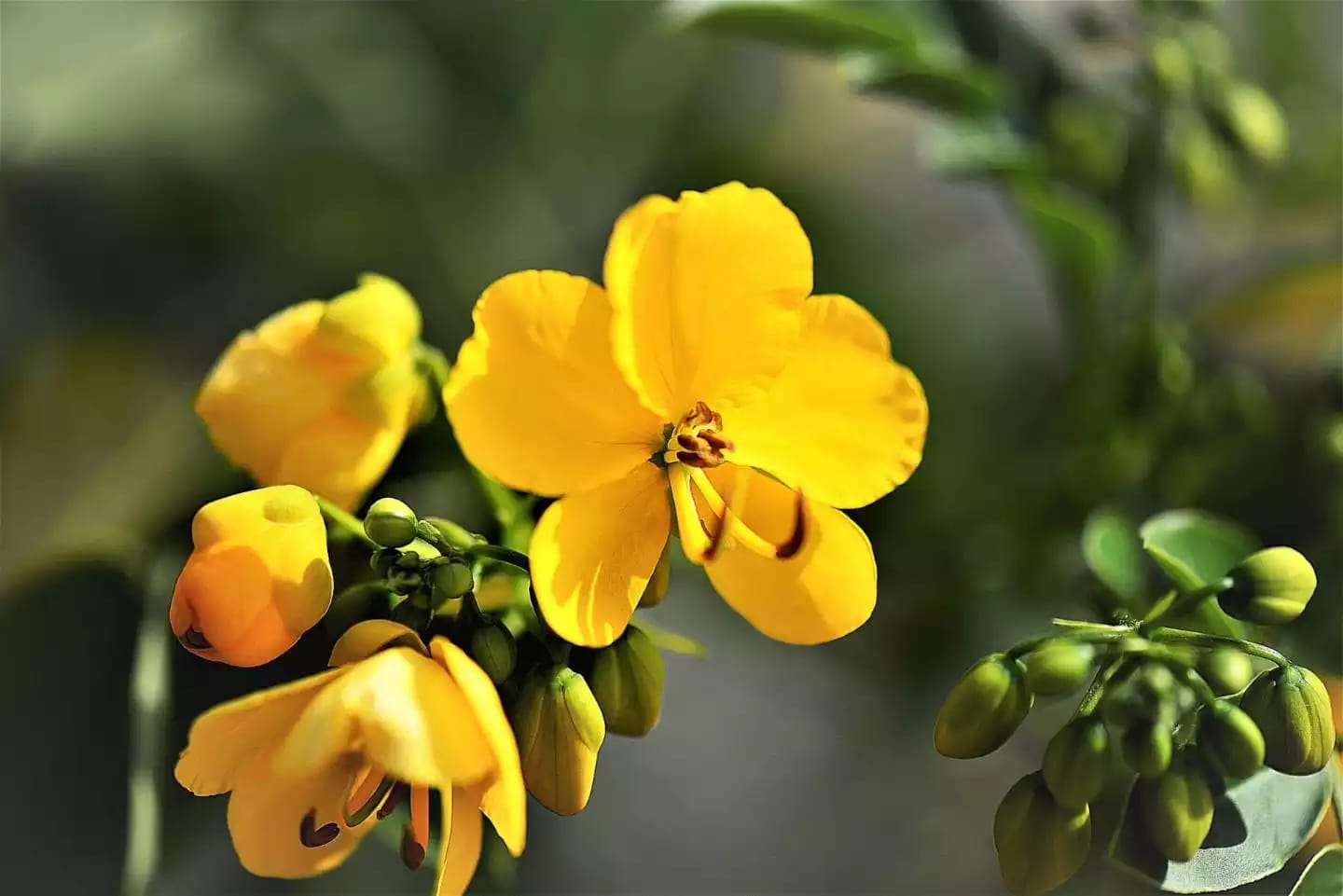 Planta arbustiva de senna con flores amarillas y tallos ramificados