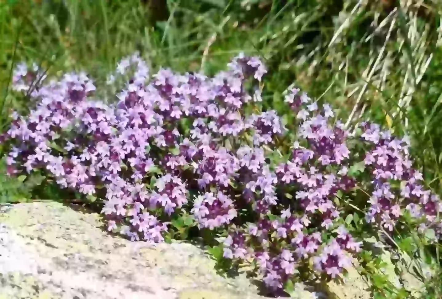 Planta aromática de serpol con tallo leñoso de uso culinario