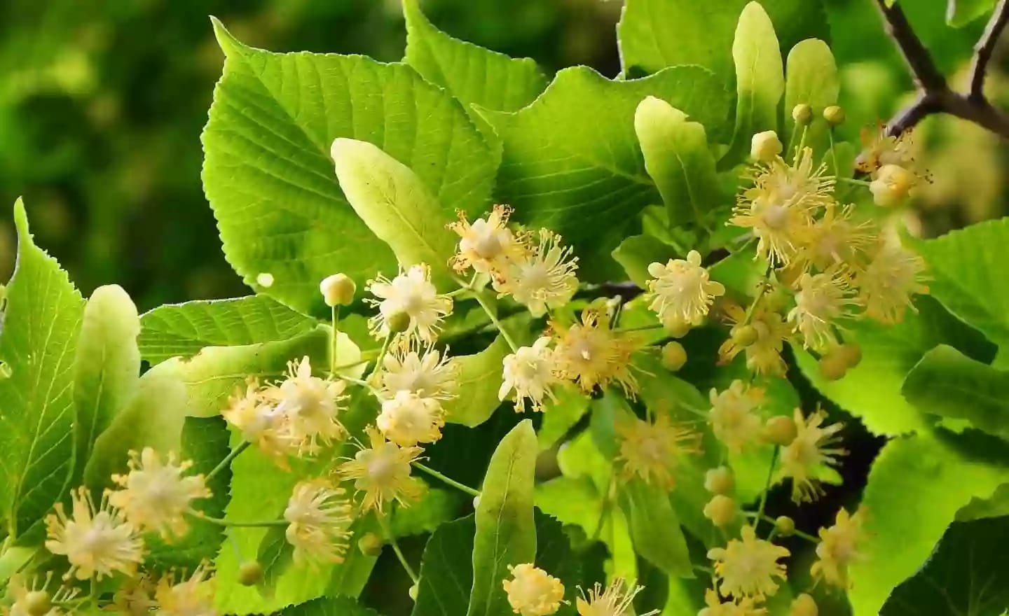 Árbol de tila con flores aromáticas de reconocidas propiedades medicinales