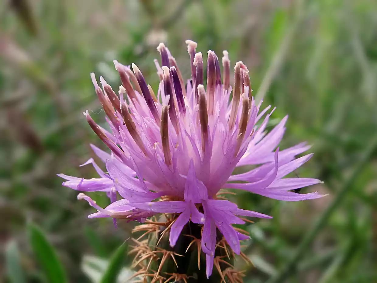 Planta herbácea de travalera conocida popularmente como insulina vegetal