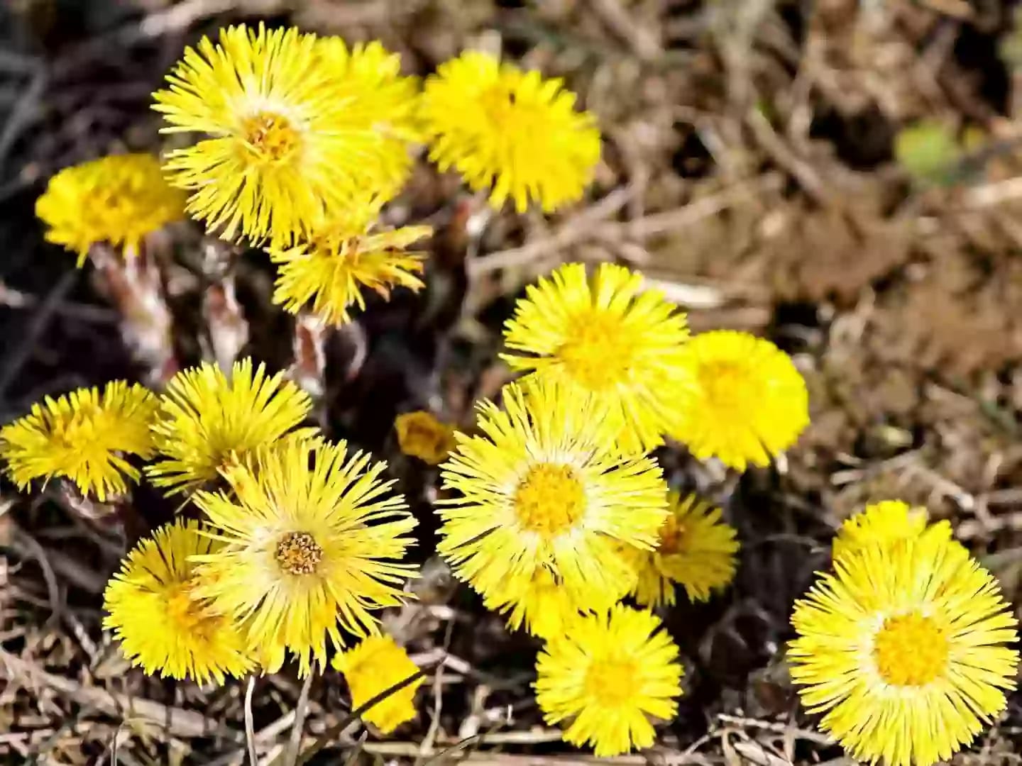 Planta herbácea medicinal de tusílago perteneciente al género botánico Tussilago