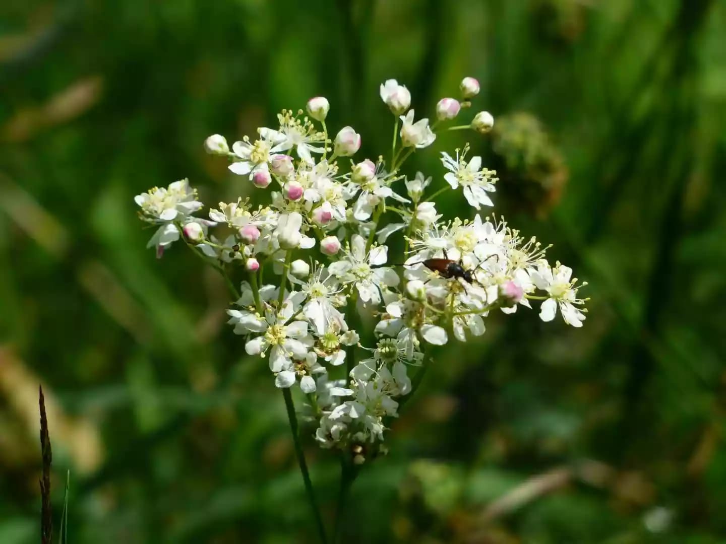 Planta herbácea perenne de ulmaria recolectada para uso medicinal tradicional