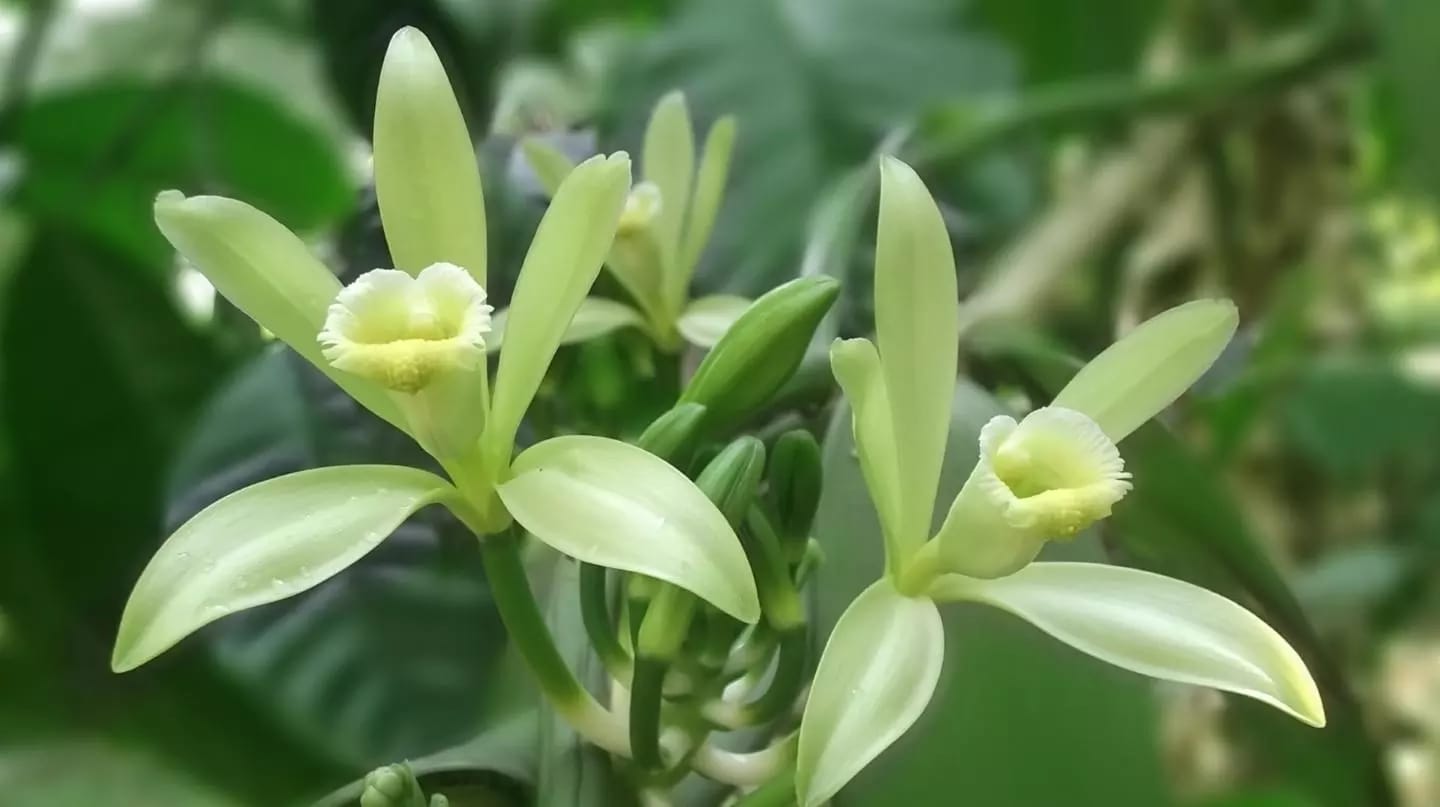 Planta trepadora de vainilla empleada como saborizante y en cosmética