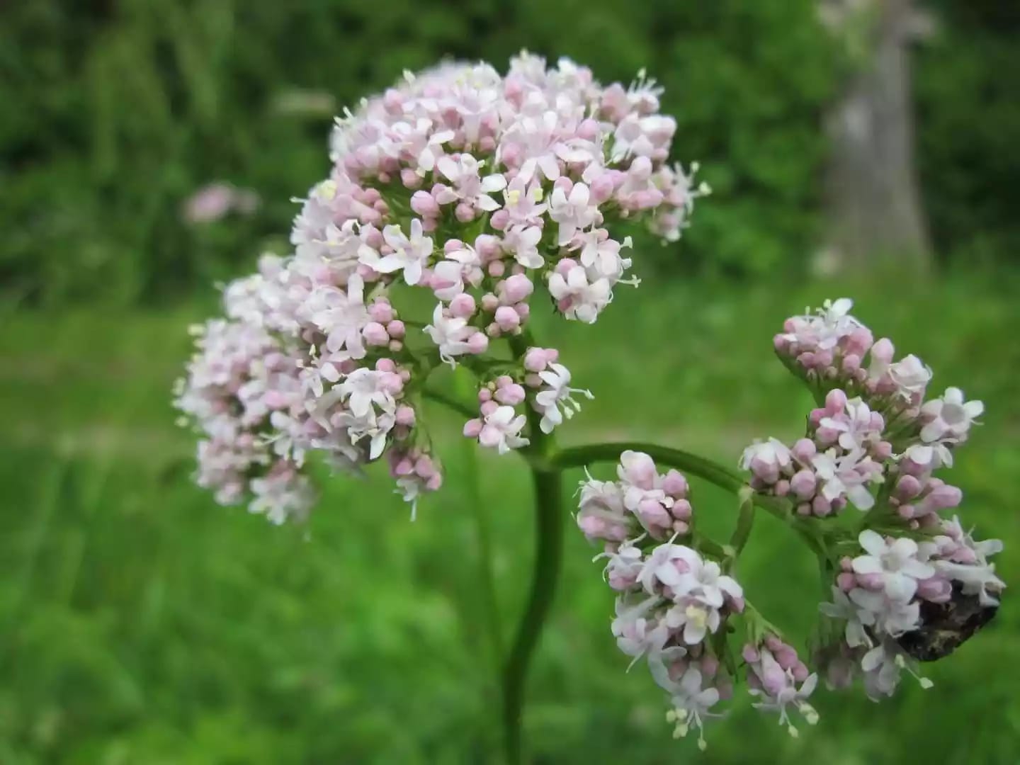 Planta herbácea de valeriana valorada por sus propiedades sedantes naturales