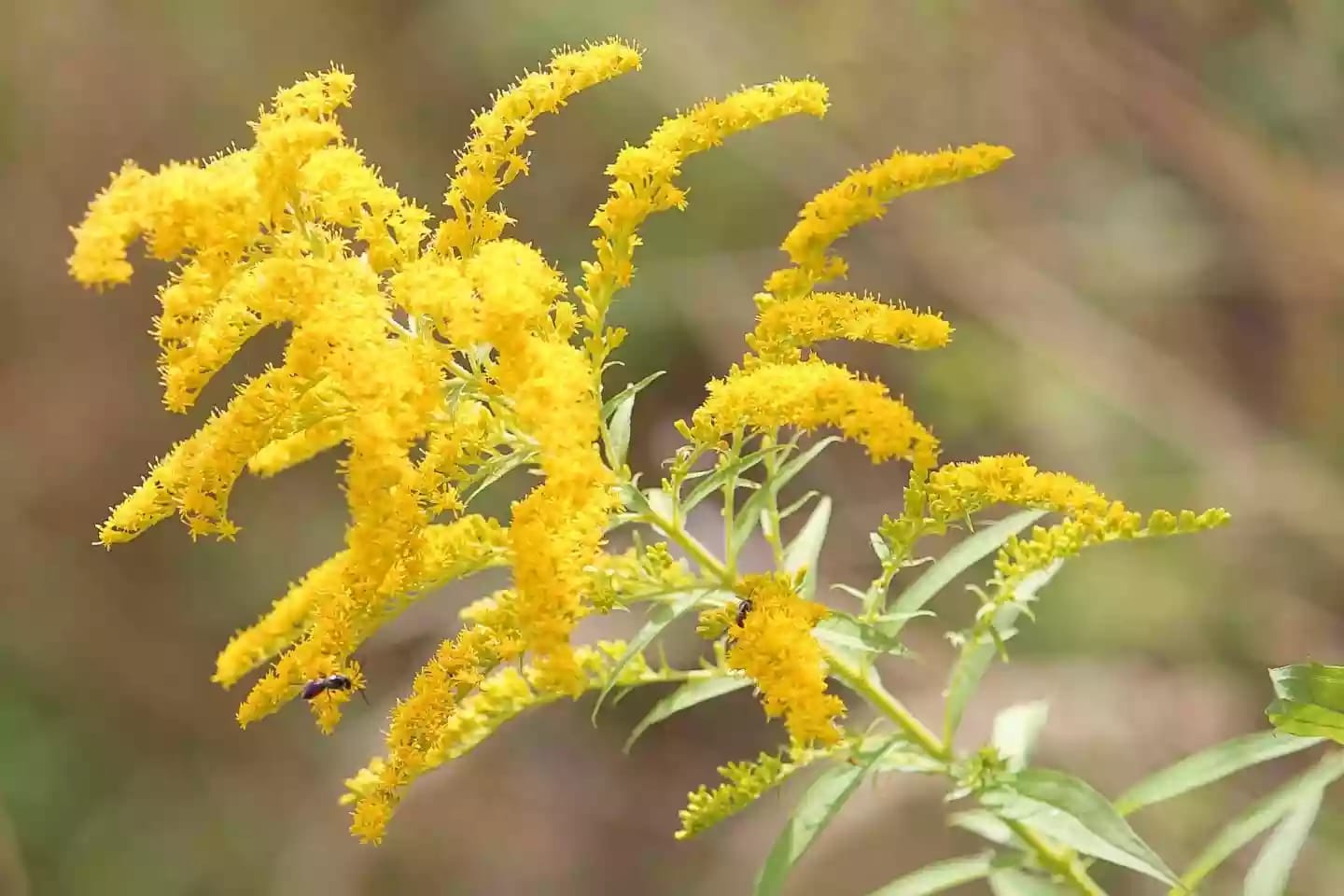 Planta herbácea perenne de vara de oro de origen silvestre