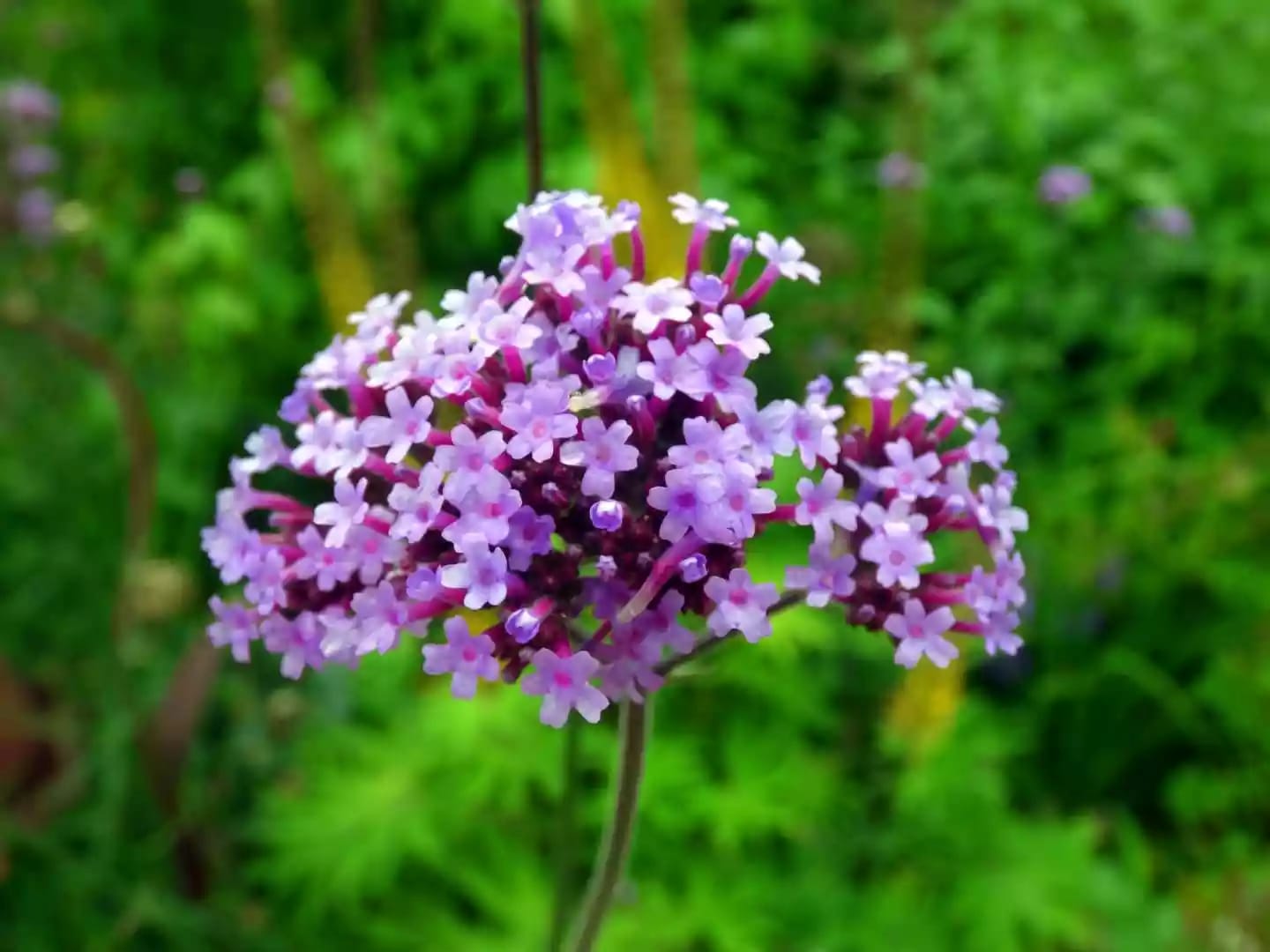 Planta medicinal de verbena con flores de color azul púrpura