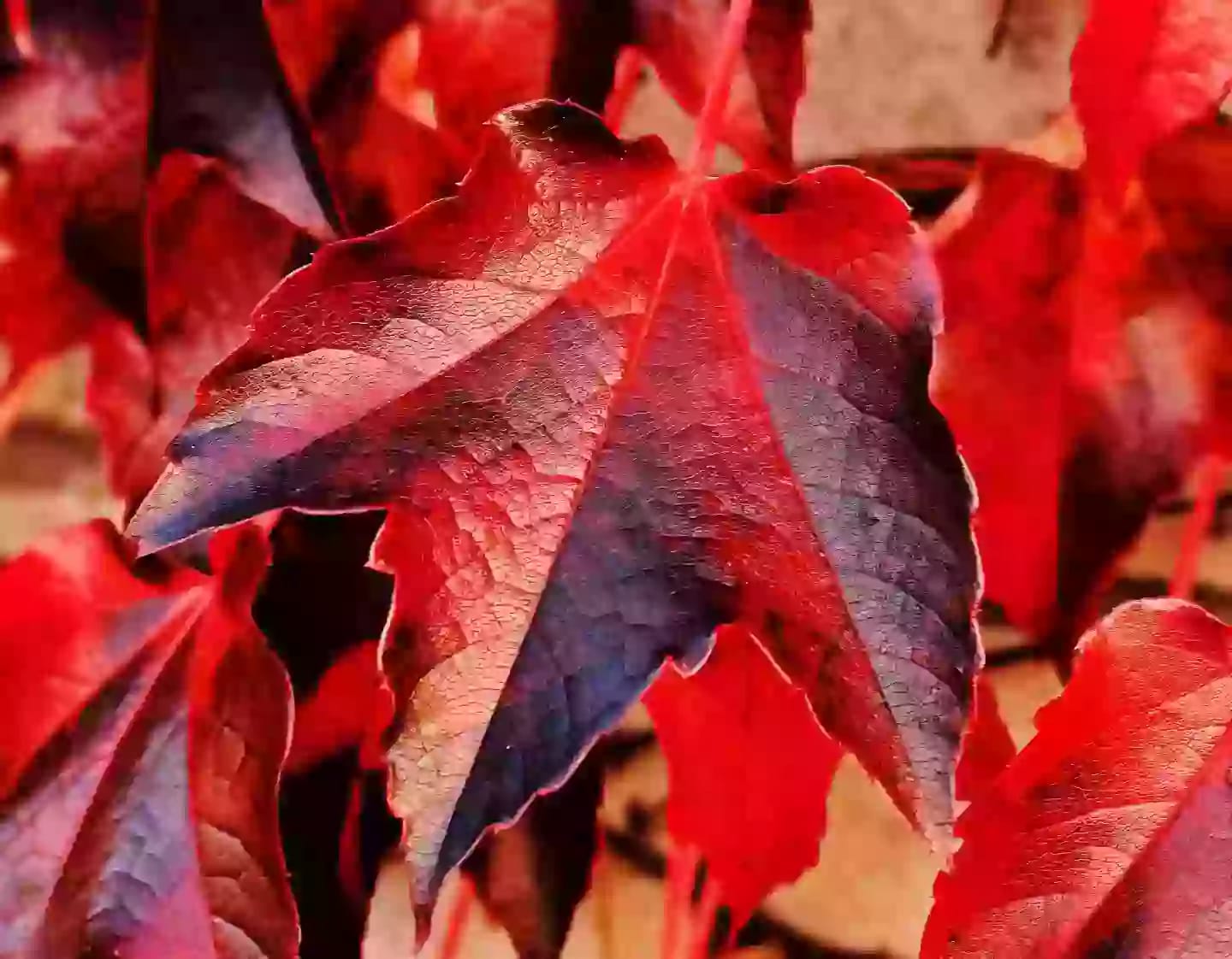 Planta trepadora de vid roja utilizada para aplicaciones terapéuticas naturales