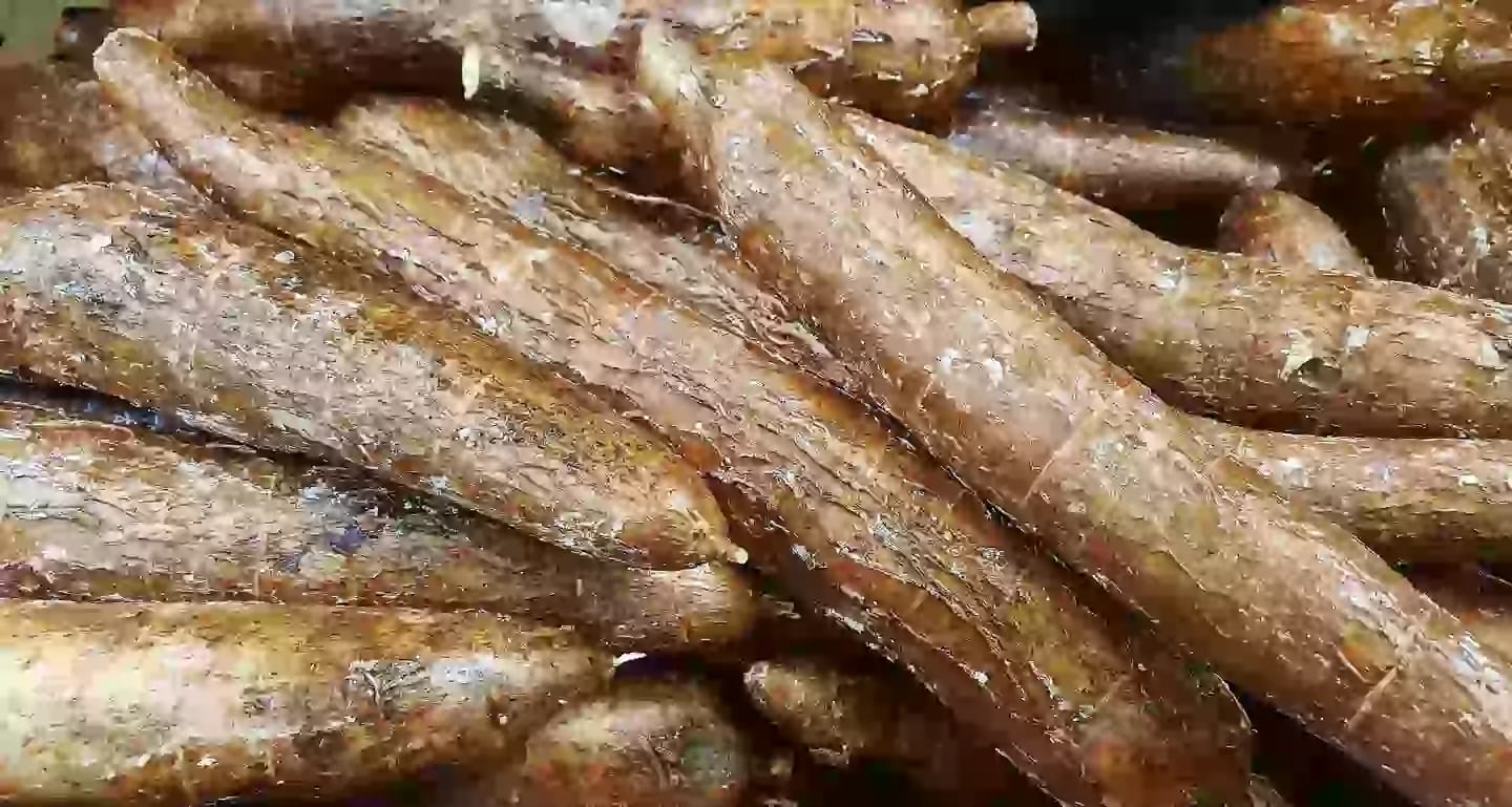 Arbusto perenne de yuca cultivado tradicionalmente por su valor alimentario
