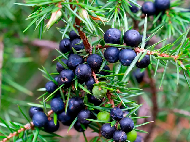 Planta de enebro identificada científicamente bajo el nombre de Juniperus communis