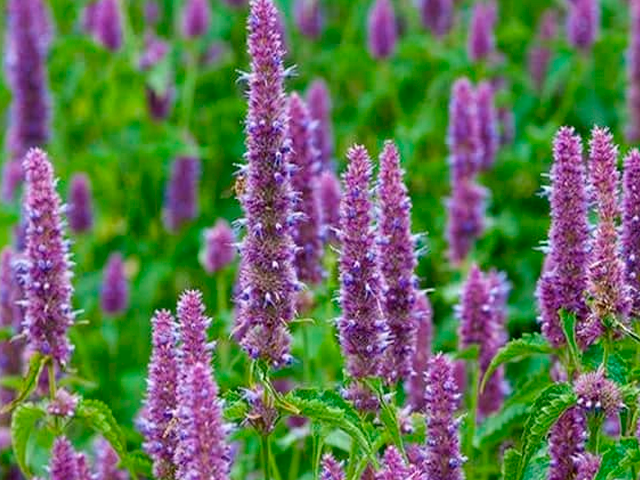 Planta herbácea de patchouli conocida botánicamente con la especie Pogostemon cablin