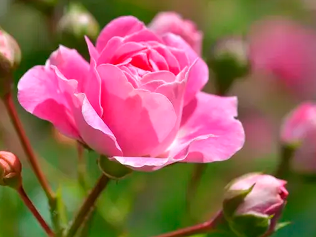 Planta de rosa con tallo leñoso cubierto de espinas y flores