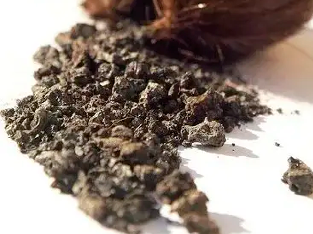 Mamífero de la especie Moschus moschiferus conocido popularmente como almizcle