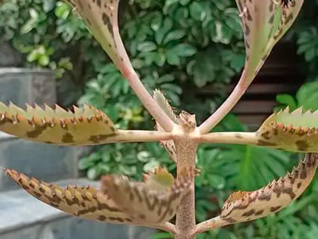 Planta suculenta de calanchoe perteneciente a la familia botánica de las crasuláceas